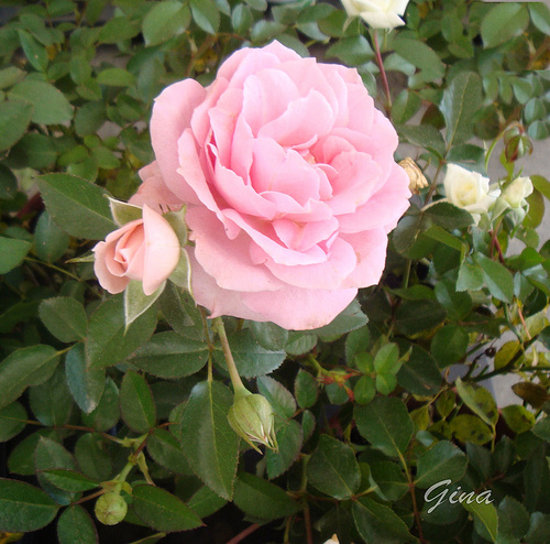 Rosa e botão