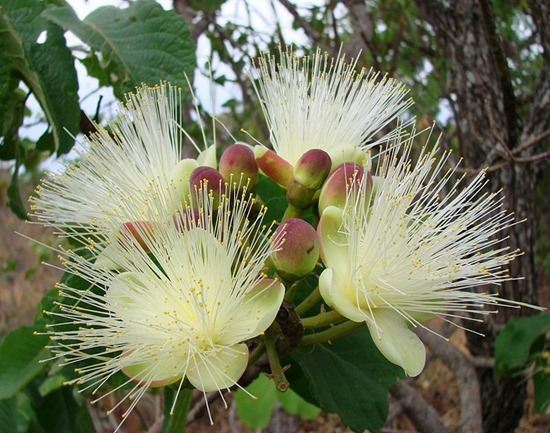 Caryocar brasiliense