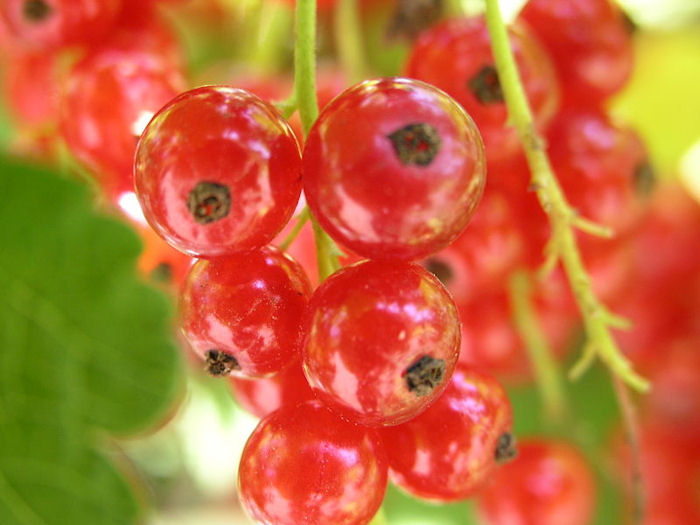 Imagem: 800px Ribes rubrum1 O poder do morango para a saúde