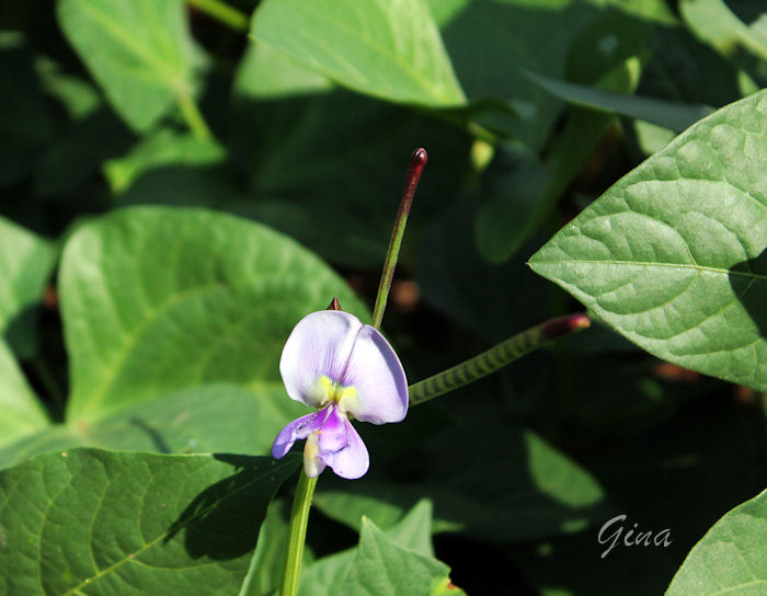 Flor do feijão-de-corda ou feijão-fradinho (Vigna unguiculata)