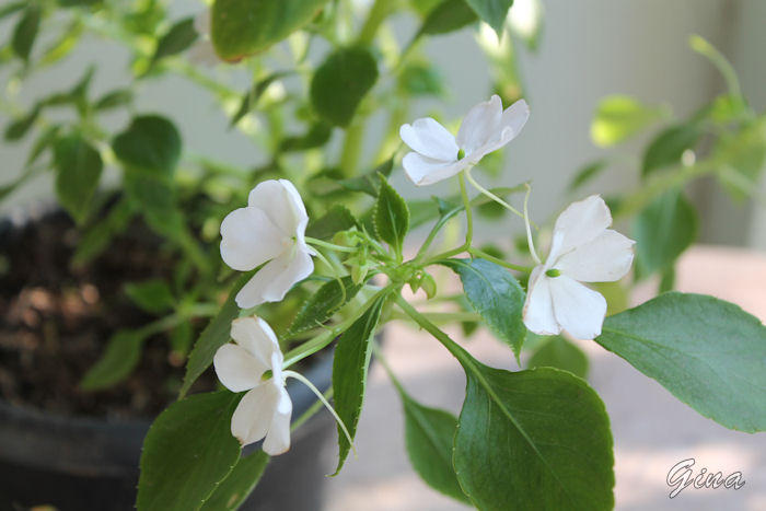 Beijinho (Impatiens walleriana)