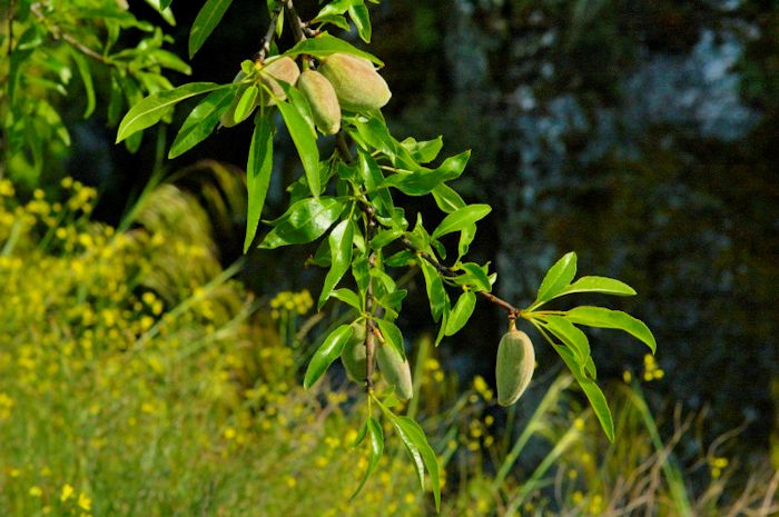 Amendoeira (Prunus dulcis)