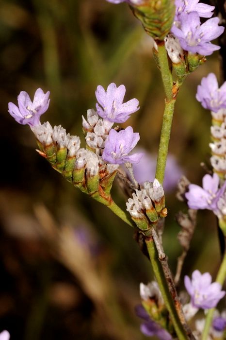 Alfazema-de-mar da rocha (Limonium binervosum)