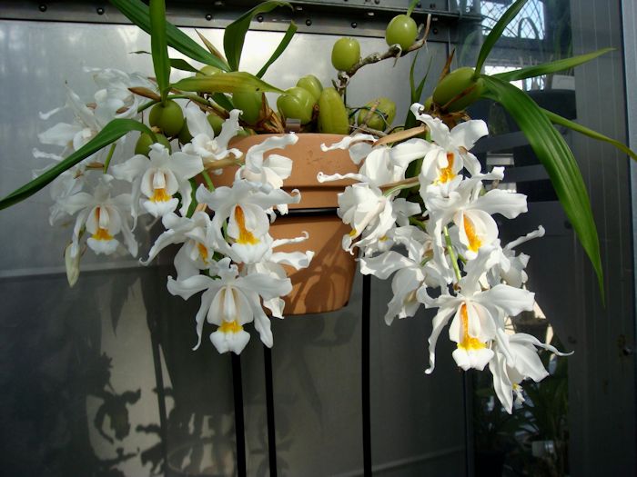 Branca-de-Neve (Coelogyne cristata)