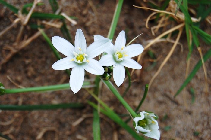 Estrela-de-belém (Ornithogalum umbellatum)