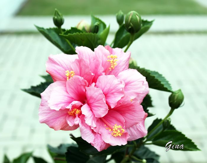 Hibisco (Hibiscus rosa-sinensis)