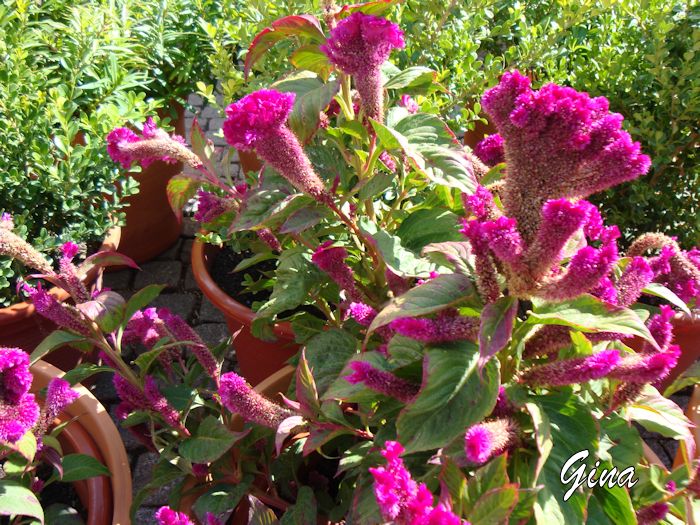 Crista-de-galo (Celosia cristata)