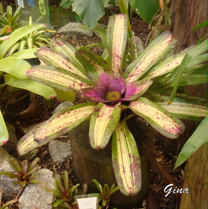 Bromélia Neoregelia fireball variegata