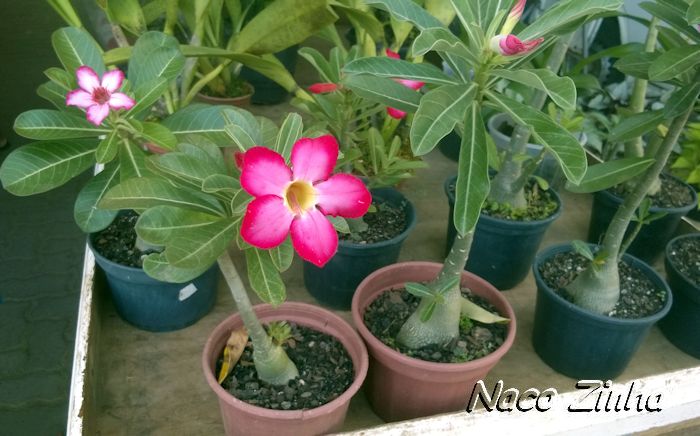 Rosa-do-deserto (Adenium obesum)