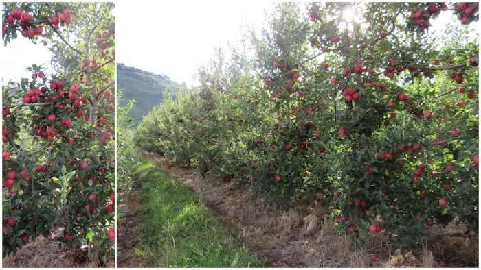 Macieira (Malus domestica)