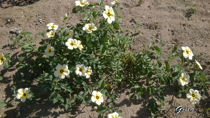 Flor-de-guarujá (Turnera ulmifolia 'albina')