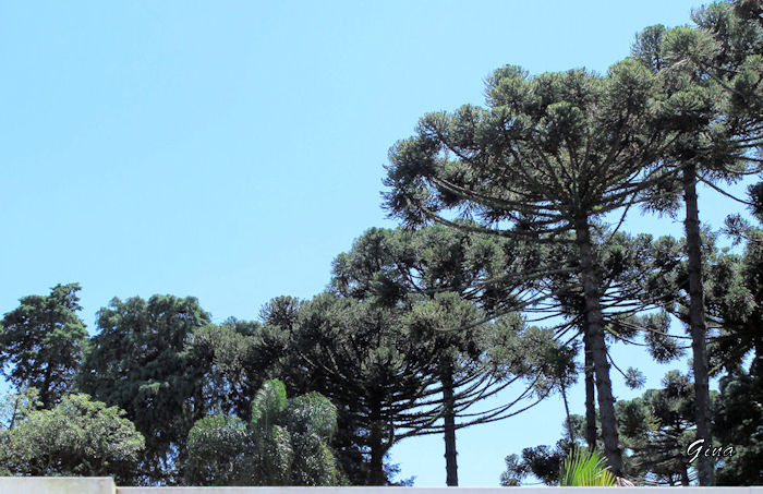 Araucárias (Araucaria augustifolia)