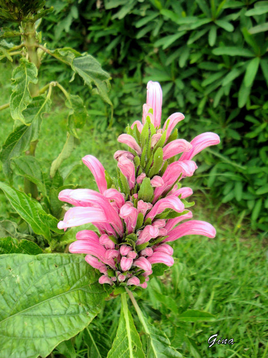 Jacobina (Justicia carnea)