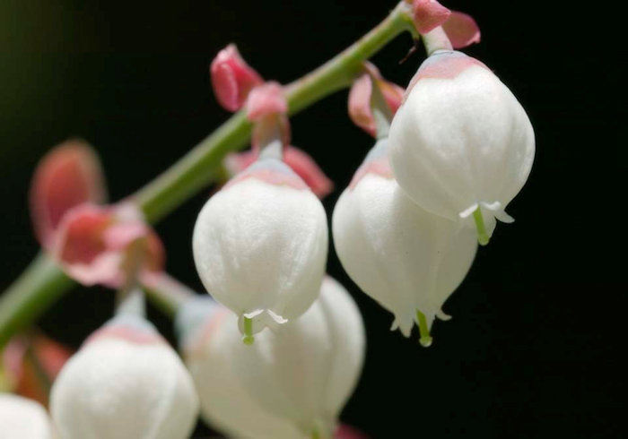 Flor do mirtilo (Vaccinium myrtillus)