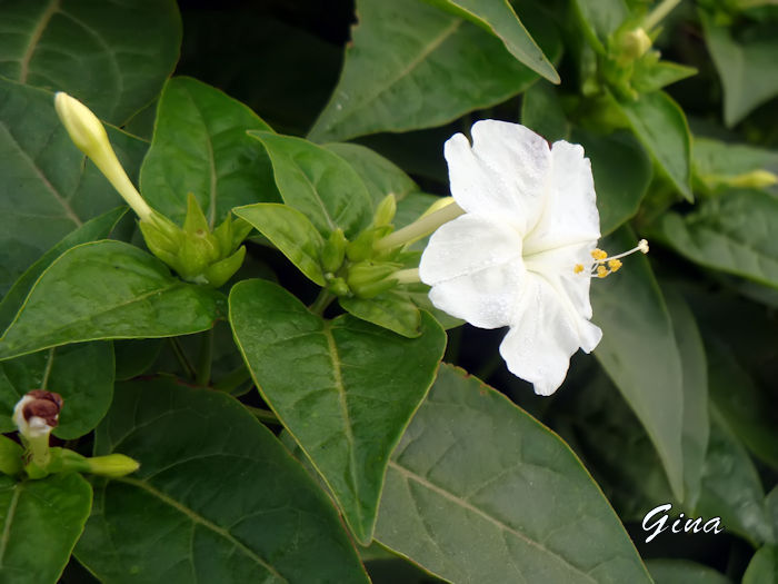 Maravilha (Mirabilis jalapa)