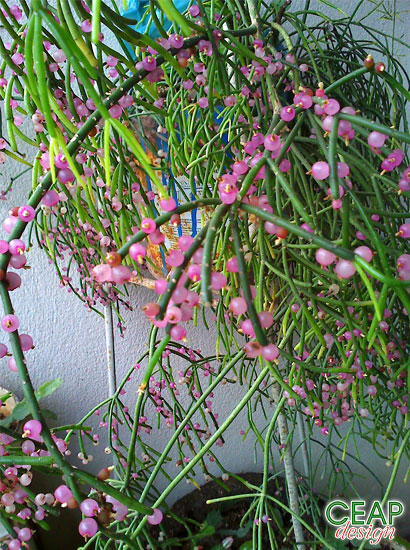 Cacto-macarrão (Rhipsalis baccifera)