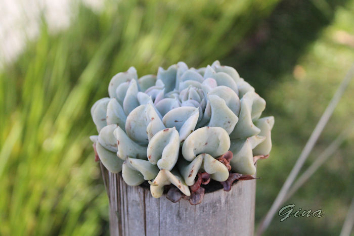 Echeveria runyonii Topsy Turvy