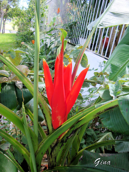 Banana-vermelha (Musa coccinea)