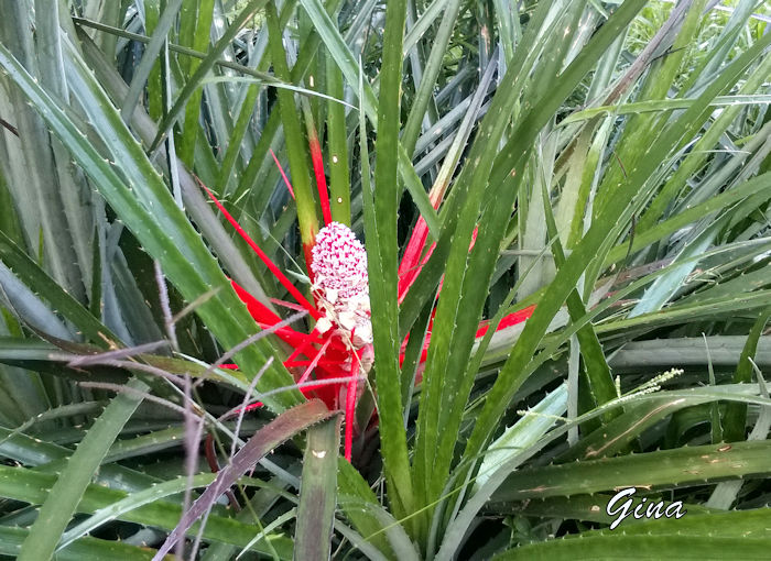 Bananinha-do-mato (Bromelia balansae)