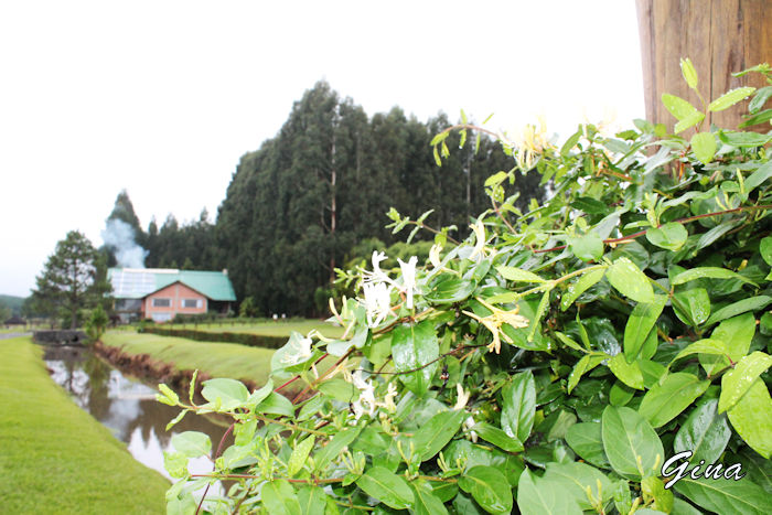 Madressilva (Lonicera japonica)