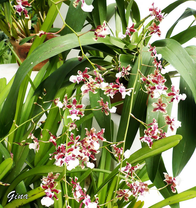 Orquídea chocolate (Oncidium Sharry Baby)