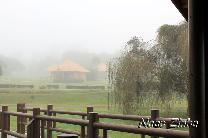 Pássaros no salgueiro-chorão