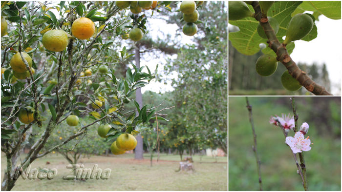 Pousada Fazenda Vira - pomar