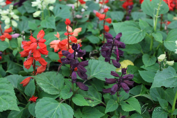 Sálvia (Salvia splendens)