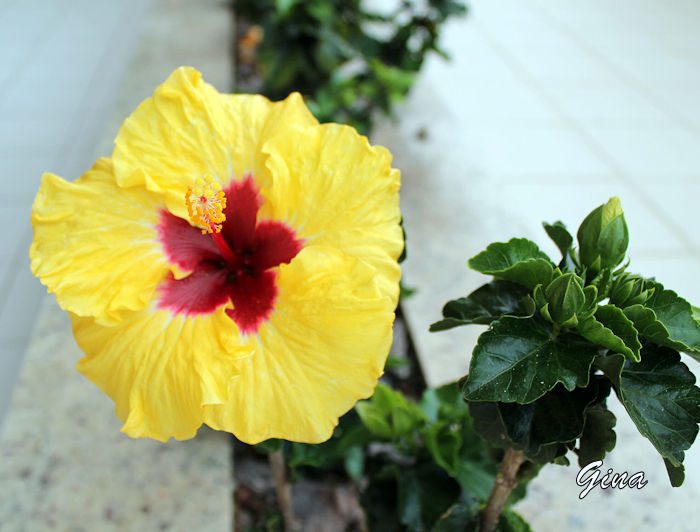 Hibisco (Hibiscus rosa-sinensis)