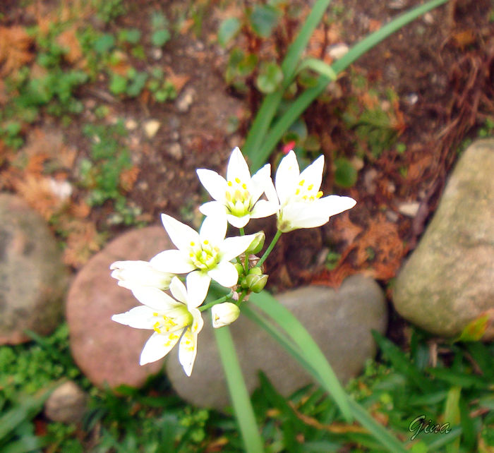 alho-louco (Nothoscordum striatum)