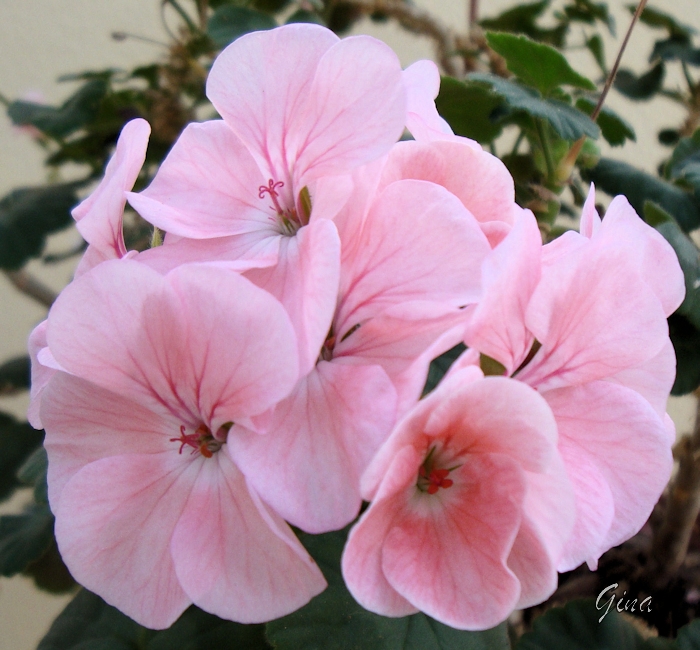 Gerânio (Pelargonium peltatum)