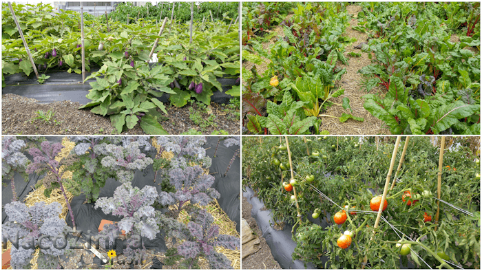 Horta orgânica - Brooklyn Grange Farm