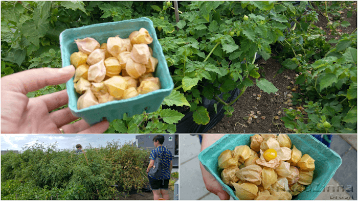 Horta orgânica - Brooklyn Grange Farm