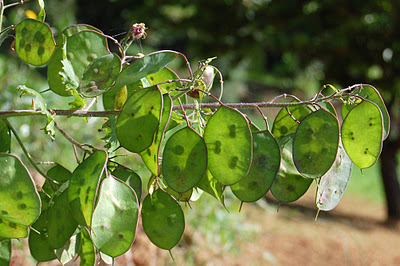 Moedas-do-papa (Lunaria annua)