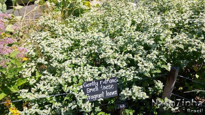Hortelã-da-montanha (Picnanthemum muticon)