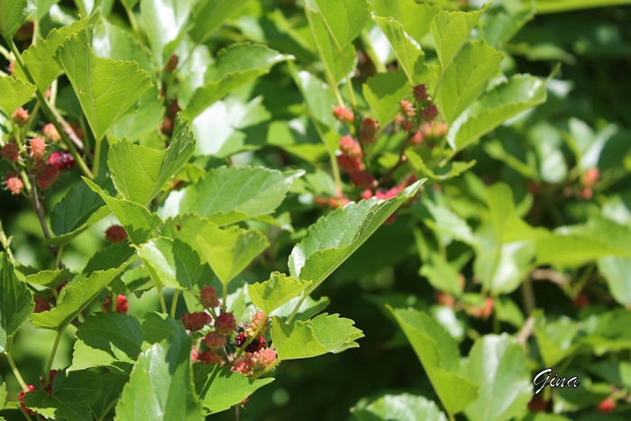 Amoreira (Morus nigra)