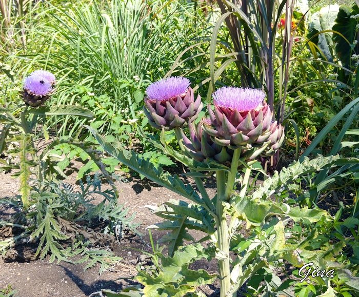 Alcachofra (Cynara scolymus)