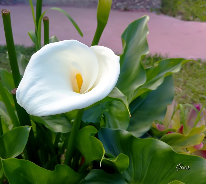 Copo-de-leite (Zantedeschia aethiopica) 