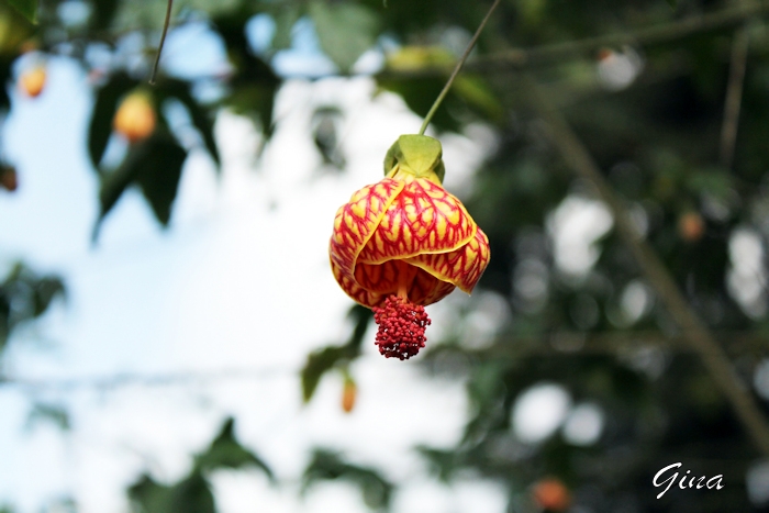 Lanterninha-japonesa (Abutilon striatum)