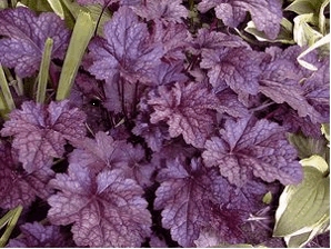 Heuchera "Plum Pudding"