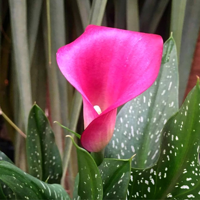 Copo-de-leite-rosa (Zantedeschia hybrid)