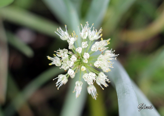 Flor da cebolinha (Allium fistulosum)
