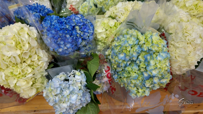 Hortênsias da Trader Joe's