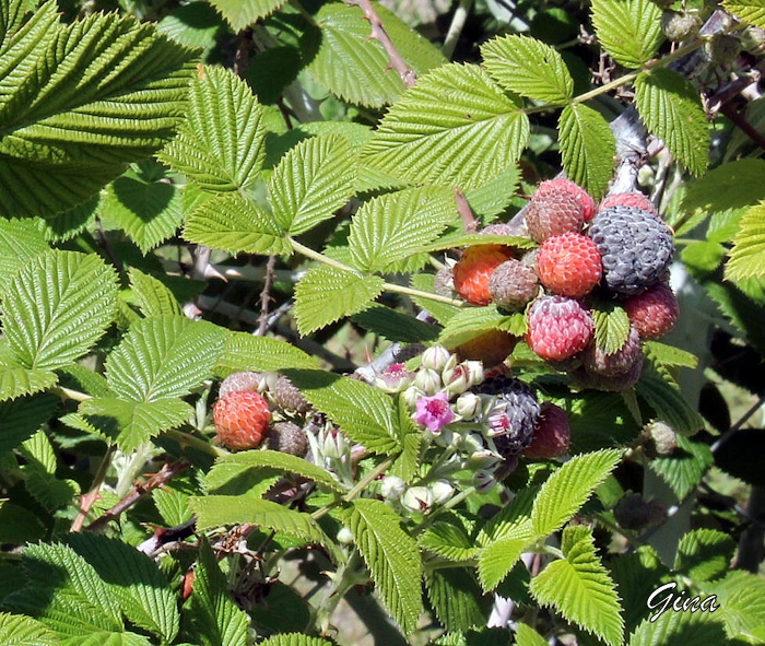 Framboesa preta (Rubus niveus)