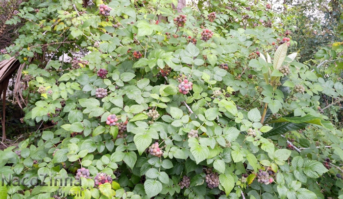 Framboesa preta (Rubus niveus)