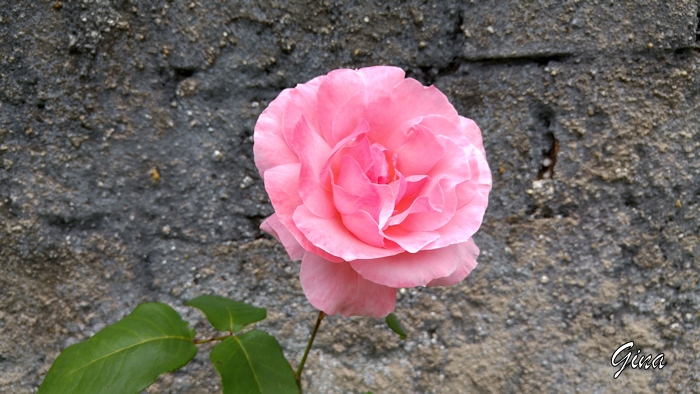 Rosa grande cor-de-rosa