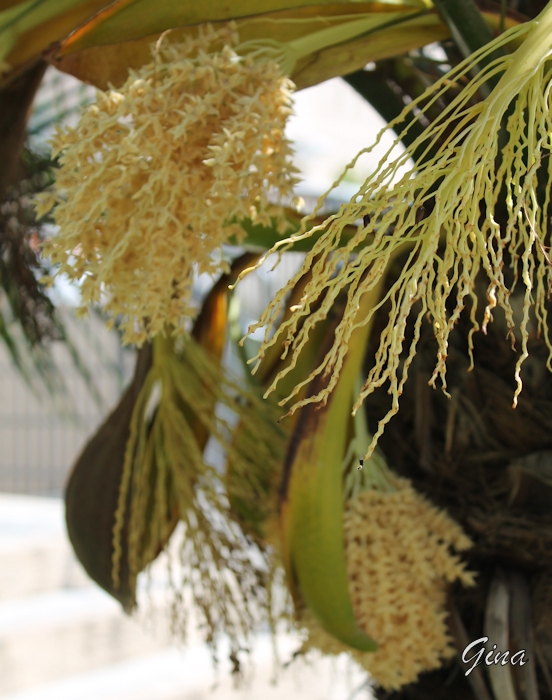 Tamareira-de-jardim (Phoenix roebelenii)