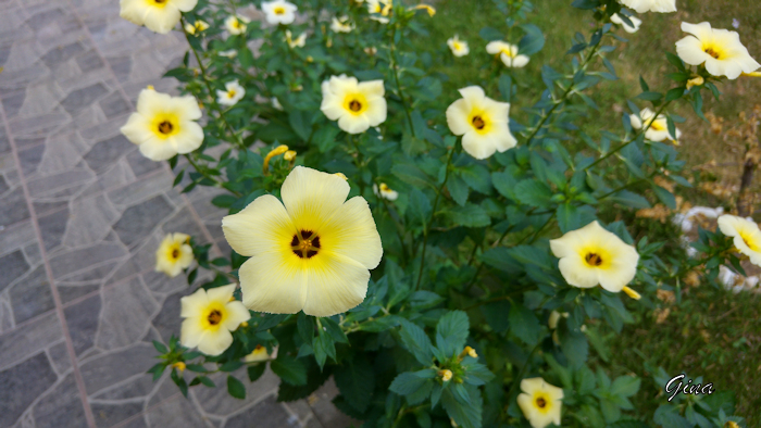 Flor-de-Guarujá (Turnera ulmifolia)