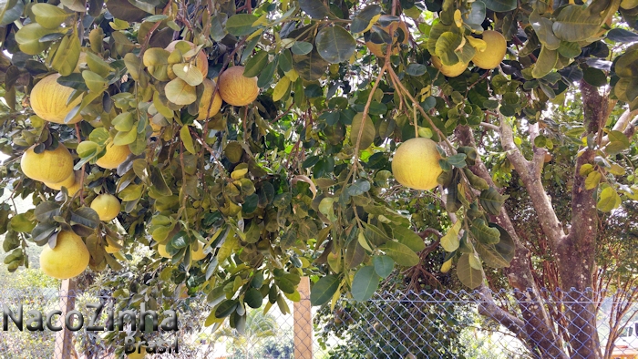 Toranja (Citrus paradisi)