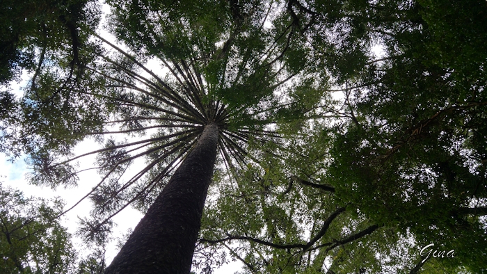 Araucária (Araucaria augustifolia)